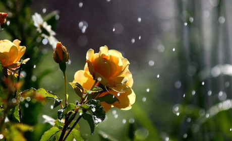 Погода в Кагарлику та Ржищеві на тиждень - з 10 по 16 червня