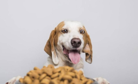 Чому важливо враховувати вік та породу тварини при виборі корму