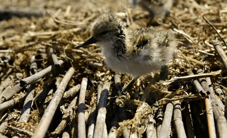 На «Островах птахів» Тилігульського лиману з’явилися перші пташенята