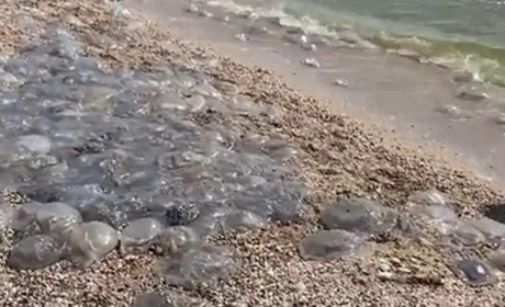 Пік зростання кількості медуз в Азовському морі біля берегів Генічеська позпочався раніше