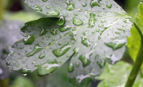 Погода на Кагарличчині та Ржищівщині на вихідні 15 і 16 червня