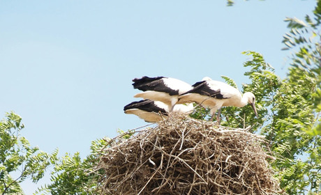 Порахуйте лелек із застосунком у смартфоні: найактивніші учасники обліку отримають подарунок