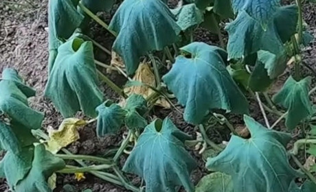 Як допомогти рослинам пережити літню спекуі уникнути помилок, які можуть зіпсувати урожай