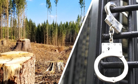 Лісівник отримав 5 років позбавлення волі