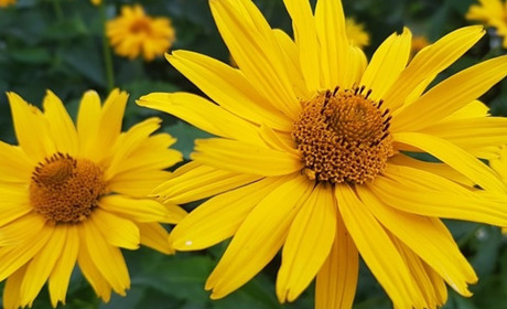 Свята у липні 2024: календар дежавних, професійних свят та іменини