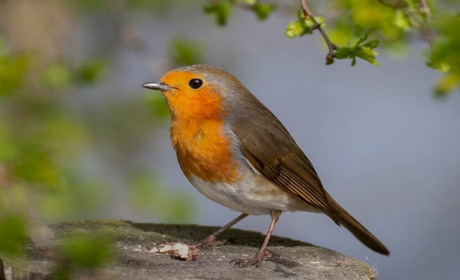 ЯСКРАВА, НЕПОСИДЮЧА, ДОВІРЛИВА ВІЛЬШАНКА