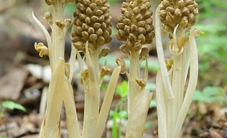 На Чернігівщині є рослина, яка росте під землею 10 років