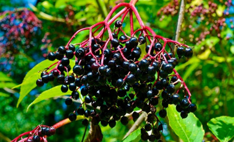 ЯГОДИ ДОВГОЛІТТЯ