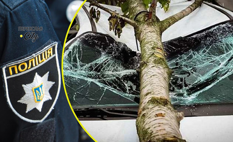 У Переяславі чоловік заявив у поліцію, що на автомобіль упало дерево: хроніка доби 9 липня