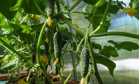 Сезон огірків у розпалі, а листя жовтіє та сохне: дієві поради, які врятують урожай