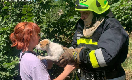 У Жовтих Водах рятувальники визволили песика, який впав у льох