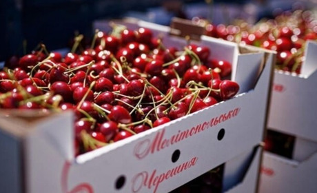 росіяни привласнили бренд "Мелітопольська черешня"