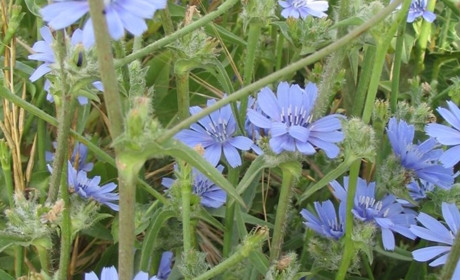 ПЕТРОВІ БАТОГИ, або ЦИКОРІЙ