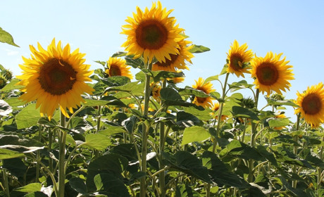 Погода у Старокостянтинові на 22-28 липня: очікуються дощі. Чи повернеться спека