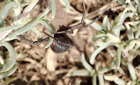 Через спеку на Одещині зросла популяція каракуртів (ФОТО)