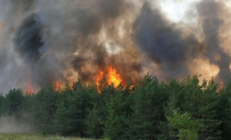 Екологи порахували збитки від липневих пожеж на окупованій Луганщині. Скільки гектарів лісу знищено