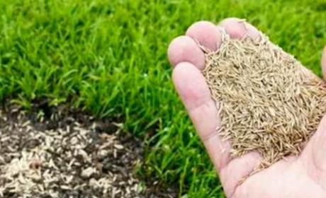 Найкращі сорти насіння газонних трав для дачі: поради та рекомендації по вибору