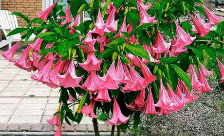 Екзотична бругмансія