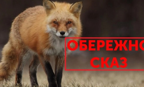 У селі Ушня, що на Менщині, виявили сказ у лисиці: діти, які контактували, під наглядом лікарів