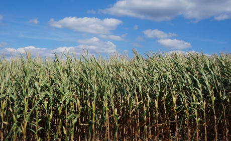 Погода у Старокостянтинові на 29 липня - 4 серпня: спекотно не буде