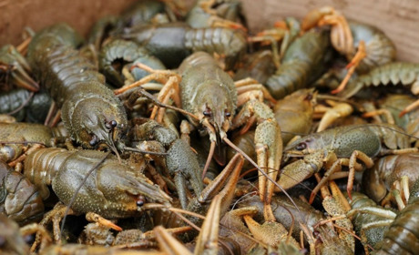 На півтора місяці заборонили вилов раків на Одещині: у них починається період линьки