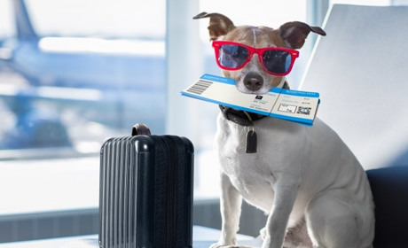 Що взяти з собою, збираючись у дорогу з собакою