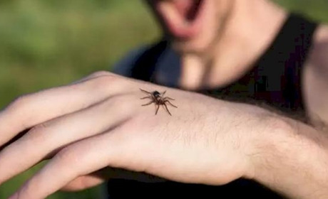 Якщо вас вкусив павук, медики рекомендують...