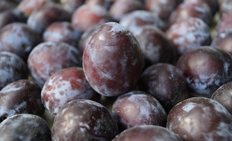 Сезон слив: готуємо галету, пироги, варення, консервуємо та маринуємо