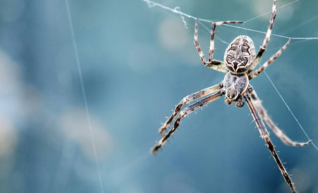 Українців кусають павуки: чи не безпечно це і що робити?