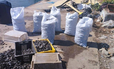 На Сухому лимані спіймали браконьєрів, які за допомогою акваланга наловили 400 кг мідій