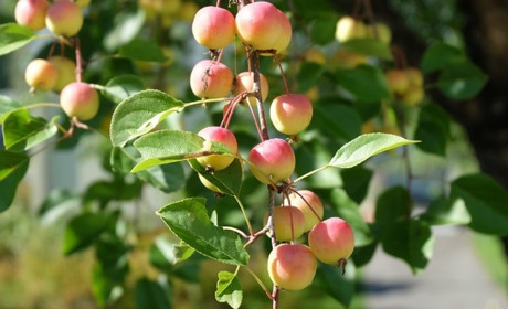 Погода у Старокостянтинові на 12-18 серпня: чи покаже літо ще свою силу