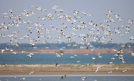 На лиманах Одещини помітили екзотичних птахів