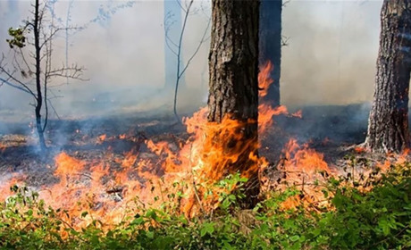 19-21 серпня на Донеччині оголошено надзвичайний рівень пожежної небезпеки