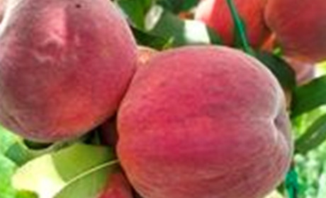 Що приготувати з персиками: смачні та прості рецепти