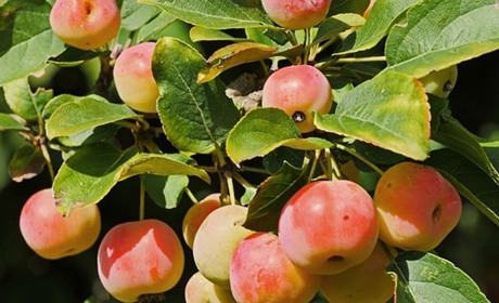 Місячний посівний календар на вересень 2024 року:сприятливі дні для робіт в саду і на городі