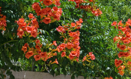 Рослина – альпініст