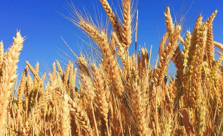 Пшеницю із Соснівки експортують до Єгипту, а кукурудзу — до Китаю