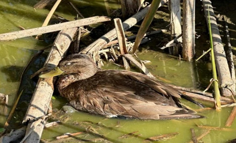 Загиблих качок на озері біля села Троїцьке перевірили на псевдочуму: результати дослідження