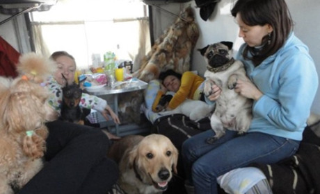 Уряд дозволив переселенцям проживати в тимчасовому житлі разом з домашніми тваринами