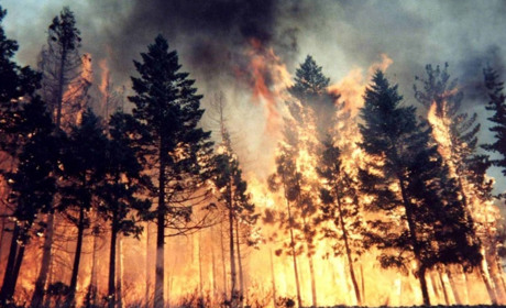 На Полтавщині оголошений надзвичайний пожежний рівень небезпеки