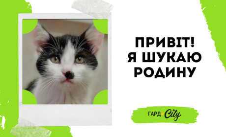 Гарне і розумне котеня шукає родину