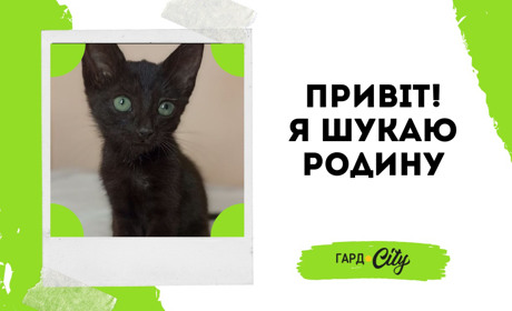 Знайшли залишене на вулиці котеня, тепер йому потрібен дім. Оновлення: вже вдома!