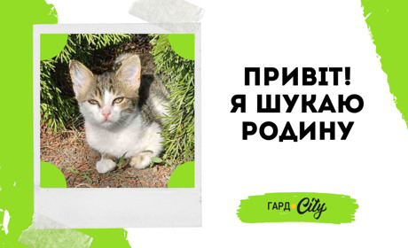 Кошеня-хлопчик шукає дім