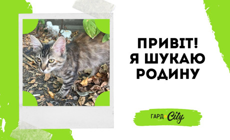 Кішка Марта шукає друга