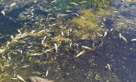 Забруднення річки Сейм і Десна: експерти попереджають запоріжців не купувати річну рибу