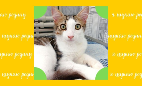 Гарний котик чекає на родину: кумедний, розумний, вихований