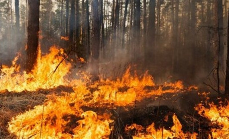 У Вельбівці горів ліс, у Розбишівці — суха рослинність