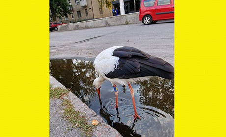 Ходив лелека-мандрівник Кагарликом: на шляху до вирію бузько вподобав наше місто (відео)