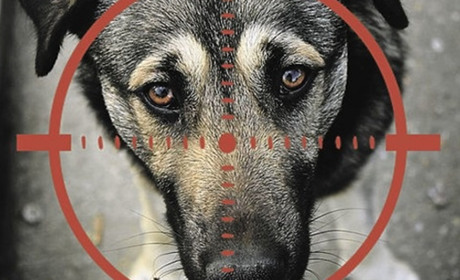 У Южному чоловік вистрелив у бездомну собаку