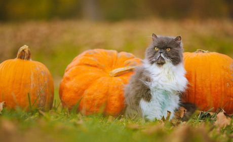 Страви з гарбуза: смачно, корисно, цікаво